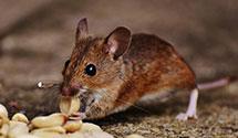 24 Hour & Emergency Exterminators in Naval Hospital, NC